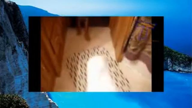 Собаки и кошки ненавидят Фен Веселая подборка видео с животными смотреть онлайн