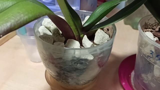 Корни у орхидей растут, как бешеные? ЖИВА. Эксперимент длиной в месяц смотреть онлайн