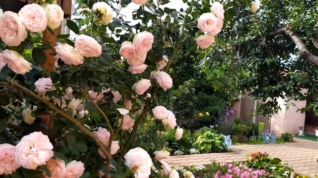 САМЫЙ ВКУСНЫЙ ТОРТ ИЗ ЧЕРЕШНИ. ЧЕРЕШНЯ НА ЗИМУ. РОЗЫ. смотреть онлайн