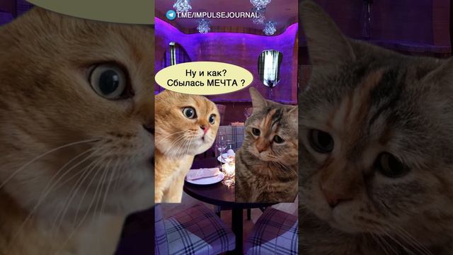 Мечта детства #мем #мыкотики #приколы #юмор #разговор #анекдот #шутки #котики смотреть онлайн