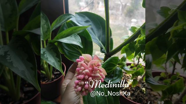 Medinilla- Мединилла! смотреть онлайн