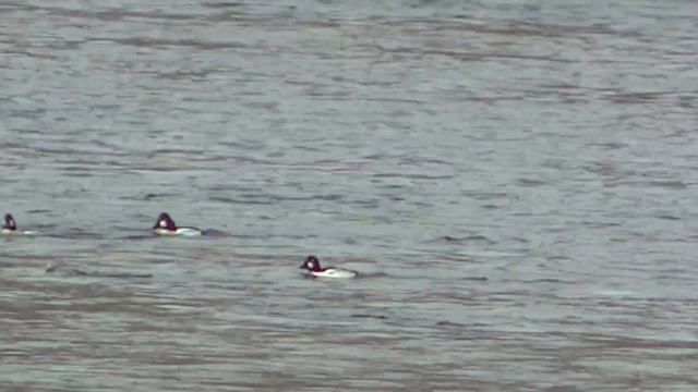 природа Америки смотреть онлайн