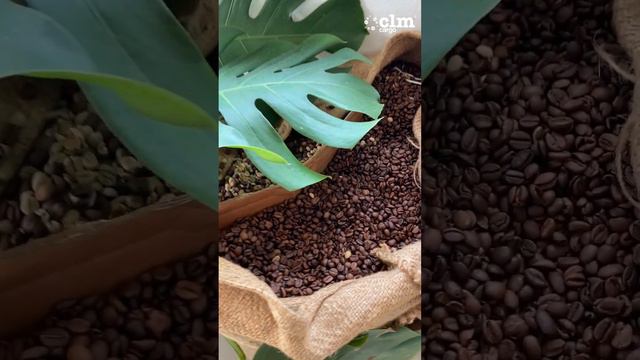 📚 Blog: Cómo Exportar Café desde Colombia 🇨🇴☕ #colombia #clmcargo #viral смотреть онлайн