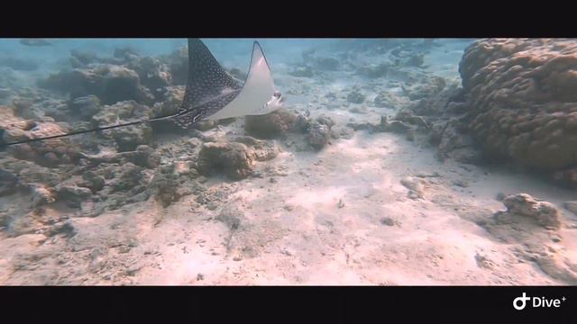 Скат орляк смотреть онлайн