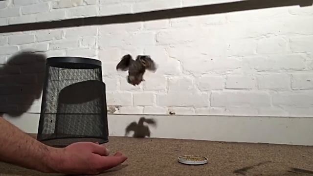 A giant leap - Pet Quail Alberts first flight смотреть онлайн
