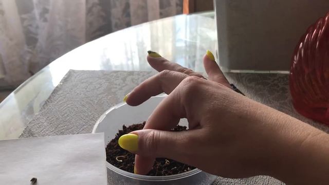 Календула махровая посев март 2020 в кокосовый субстрат. смотреть онлайн