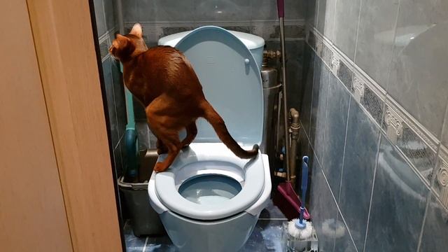 Абиссинский кот Серафим в уборной. abyssinian cat смотреть онлайн