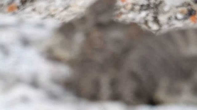Опасная змея смотреть онлайн