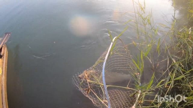 Рыбалка Казахстан МАСТЕР КЛАСС, клев БЕЛОГО АМУРА, река ИЛИ, КАПШАГАЙ. смотреть онлайн