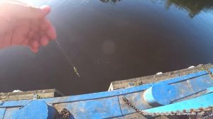 ТЕЙЛ-СПИННЕР НА ОКУНЯ-эта приманка СДЕЛАЛА РЫБАЛКУ! Ловля на ультралайт спиннинг на городском канале