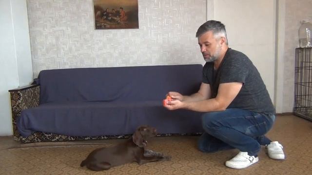 Первая неделя щенка в доме. Выдержка, "Лежать", "Апорт". смотреть онлайн