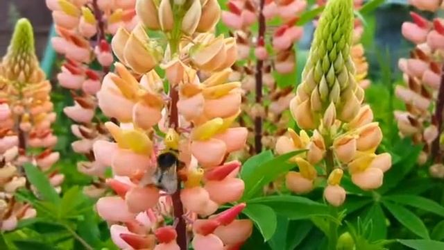 Шмель собирает пыльцу