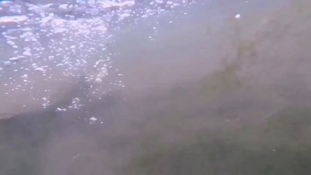 Жизнь и повадки щуки и где ловить смотреть онлайн