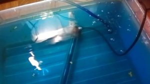 Нерест барбусов. икра барбусов, малек. Чистим дно у мальков.