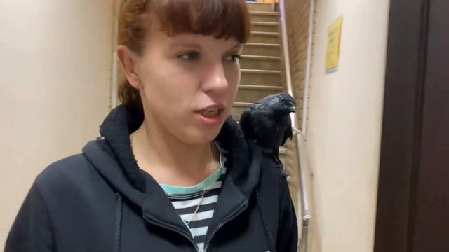 Галка Улетайка