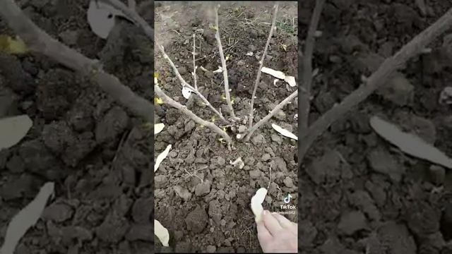 Подкормка чёрной смородины крахмалом.#shorts смотреть онлайн