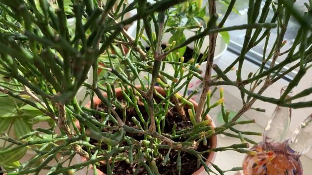 Хатиора (Hatiora).Кактусы. Суккулент. Комнатные цветы