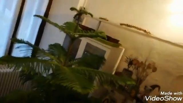 A PINE IN THE HOUSE, NORFOLK PINE, ARAUCARIA HETEROPHYLLA, OR ARAUCARIA EXCELSA смотреть онлайн