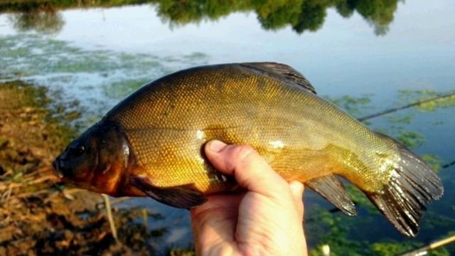 Как поймать ХИТРУЮ РЫБУ! Интересные факты о Лине. смотреть онлайн