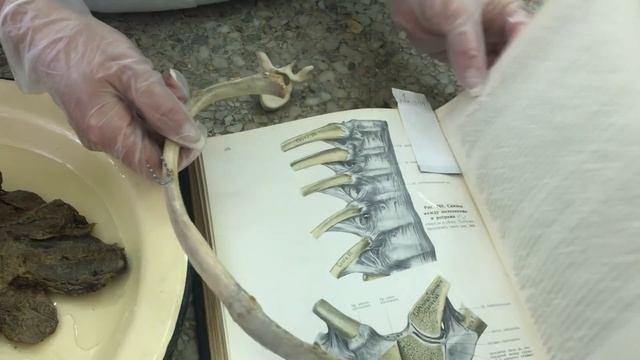 Соединения позвонков, позвоночного столба с черепом. Соединение ребер смотреть онлайн