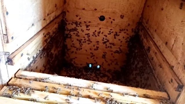 Как развиваются пчелы с Азии (Узбекистана) 12.06.21 . смотреть онлайн