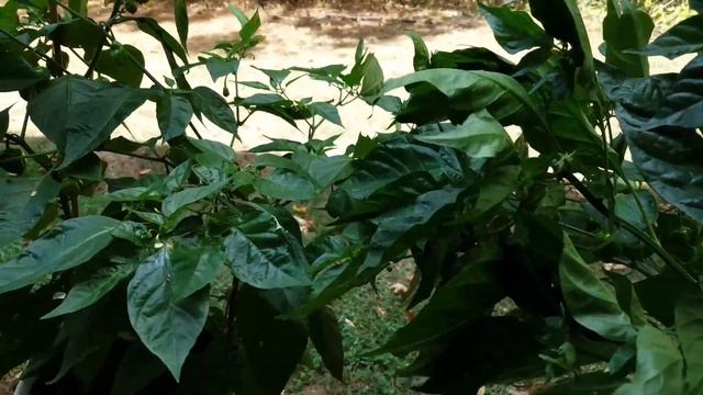 About Carolina Reaper Peppers (How to grow) 5 gallon bucket Gardening смотреть онлайн