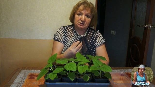 Будет ли Павловния расти и цвести на Саратовской земле?? (Часть 1) смотреть онлайн