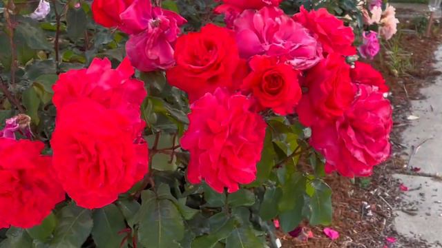 Fragrant Cloud Rose … Super Fragrant And Generous