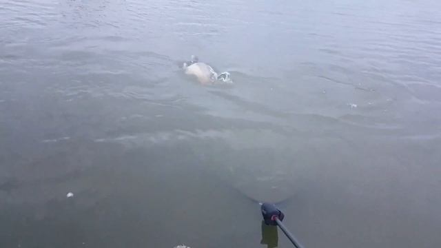 Видео. Рыбалка в Крыму 2017. Перепелкино ) смотреть онлайн