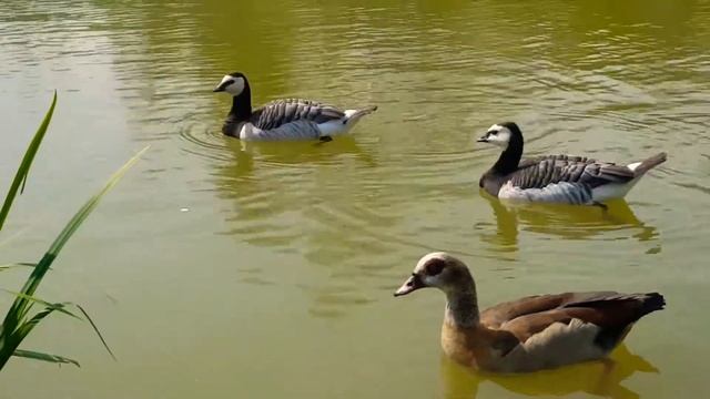 Белощекие казарки, нильские гуси, красноклювые нырки смотреть онлайн