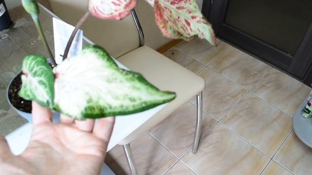 Супер новинки комнатных цветов. Зачем мне столько растений? смотреть онлайн