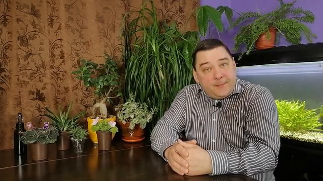 Бегония элатиор. Узнаете еще несколько секретов по уходу смотреть онлайн