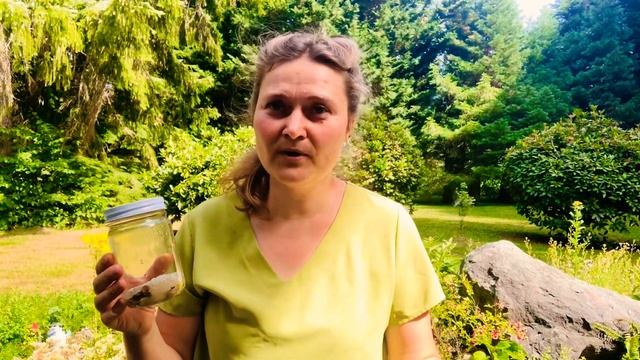 Сироп от Кашля на основе Коровяка (Verbascum densiflorum) / Making Mullein’s Cough Syrup смотреть онлайн