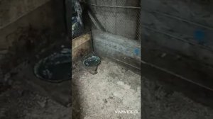 Охота на крыс в свинарнике