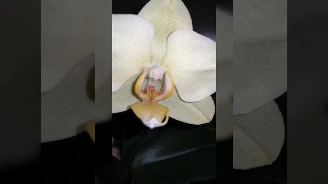 Цветение детки орхидеи на пеньке! 25.12.18 смотреть онлайн