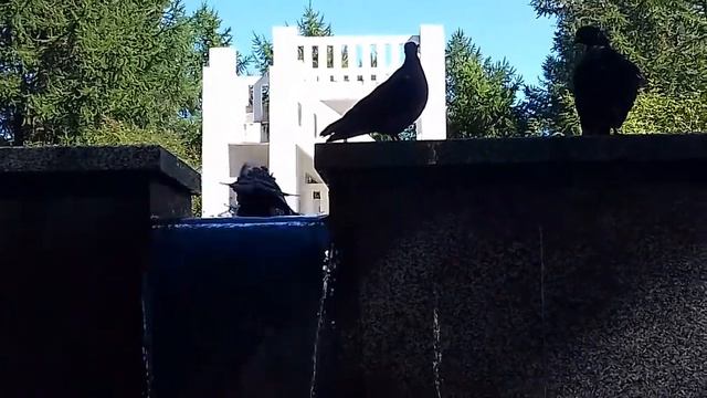 Жара +32 . Даже голуби не хотят выходить из воды . смотреть онлайн