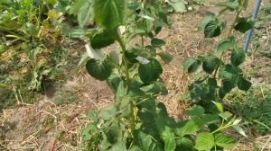 МАЛИНА МАРАВИЛА ВПЕЧАТЛЯЕТ.