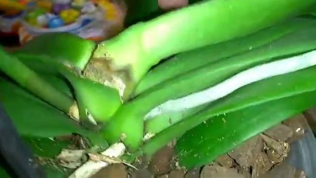 Правильным и слабонервным не смотреть! СДОХ КОТ!ГОВОРЮ ПЛОХИЕ СЛОВА,но как есть уже😭😭😭😓😪😰😢😭😭😭 смотреть онлайн