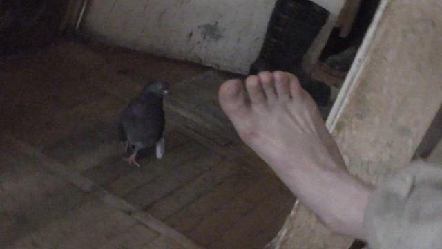 Голубка следит за моей ногой и повторяет её движение