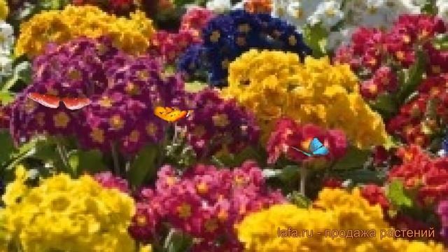 Примула высокая Формула микс ? примула Формула микс обзор: как сажать семена примулы Формула микс смотреть онлайн