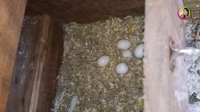 My Lovebird & Java Bird Breeding Progress смотреть онлайн