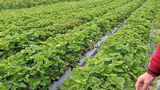 @Клубника Азия Клубника крупная Выращивание клубники смотреть онлайн