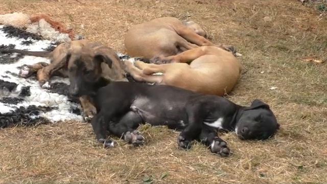 2018 08 08 Visit at Kennel Rude Rider, Greyhound смотреть онлайн