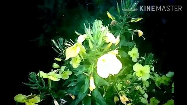 Энотера, Ночная красавица." смотреть онлайн