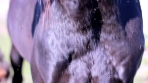 ЛОШАДЬ Обрабатываем от КРОВОСОСУЩИХ мушек, комаров, слепней