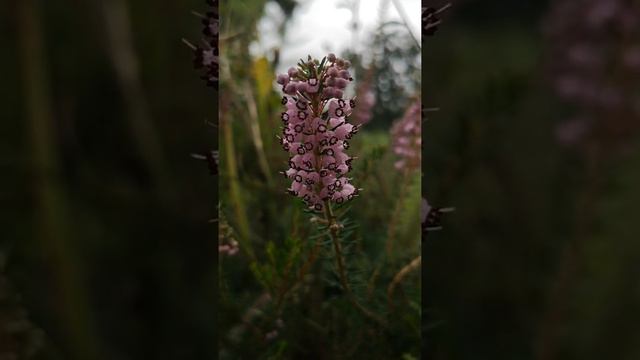 Brecina: Erica vagans смотреть онлайн