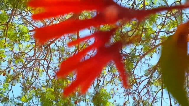 Hamelia/ Гамелия/вечнозелёный кустарник/Я живу в Израиле/ смотреть онлайн