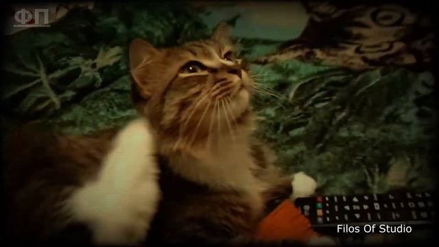 Котик знает с чем играть смотреть онлайн