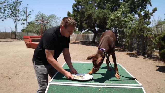 Surprising a Homeless Doberman with UNLIMITED Toys! смотреть онлайн