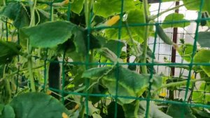 Дела Огородные. Лучшая Опора Для Огурцов.